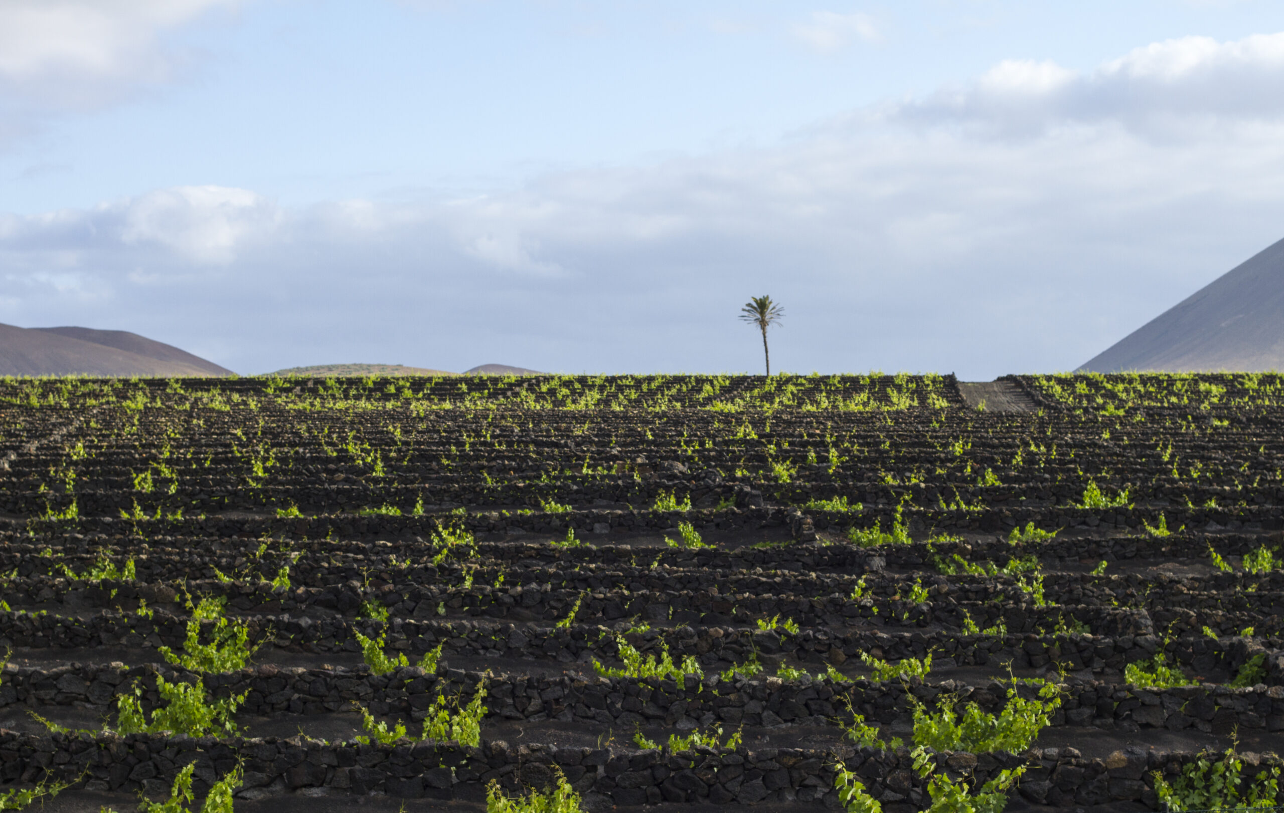 Imagen de los suelos volcánicos de Lanzarote