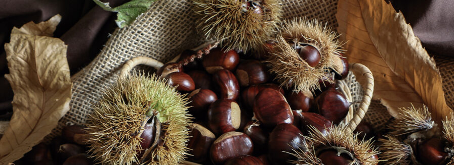 ¡Toma castaña! Disfruta del erizo más dulce del sotobosque