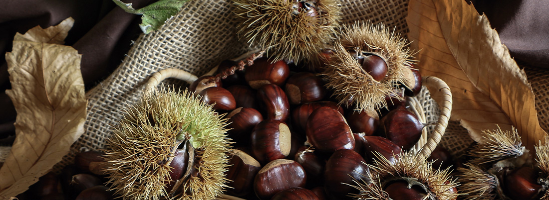 ¡Toma castaña! Disfruta del erizo más dulce del sotobosque
