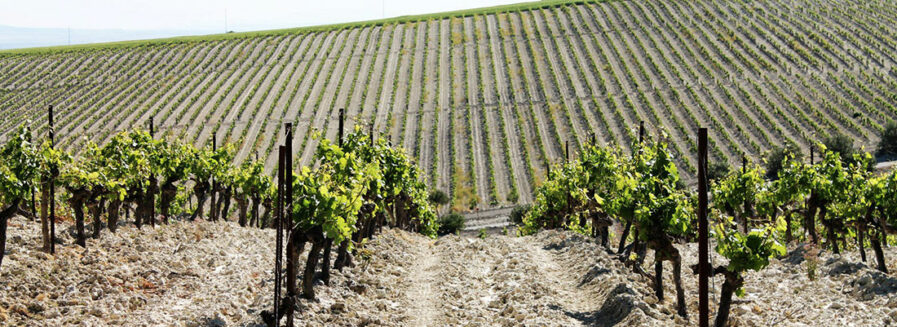 Vinos de pasto: cuando la tierra toma la palabra