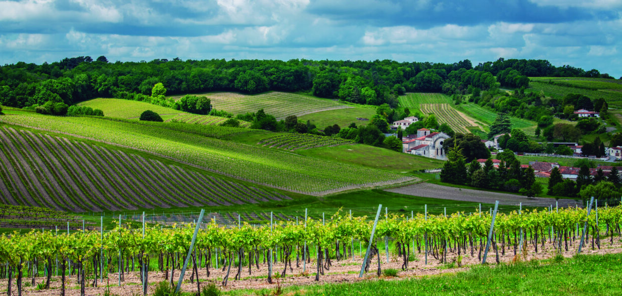Paisaje de viñedos en Cognac (Francia)