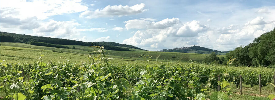 Un todoterreno de lujo llamado Sauvignon blanc