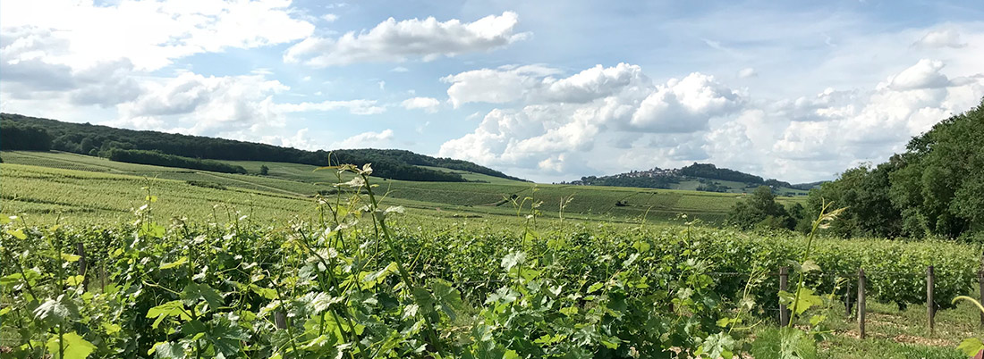 Un todoterreno de lujo llamado Sauvignon blanc