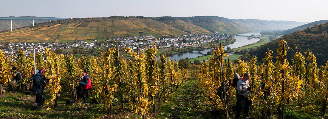 Imagen de viñadores recolectando la uva con el río Mosel de fondo