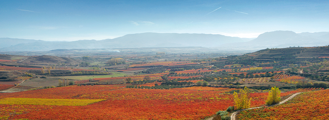 Los secretos del éxito de Rioja