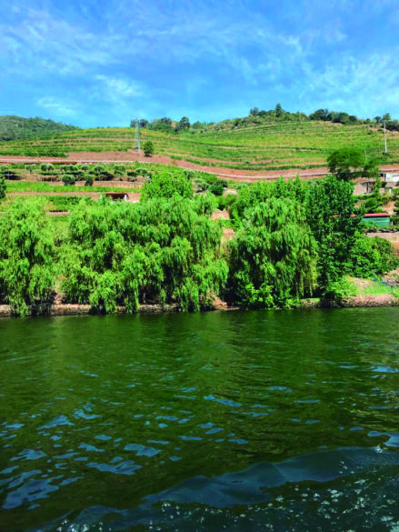Vista de una colina repleta de viñedos desde las aguas del río Pinhão