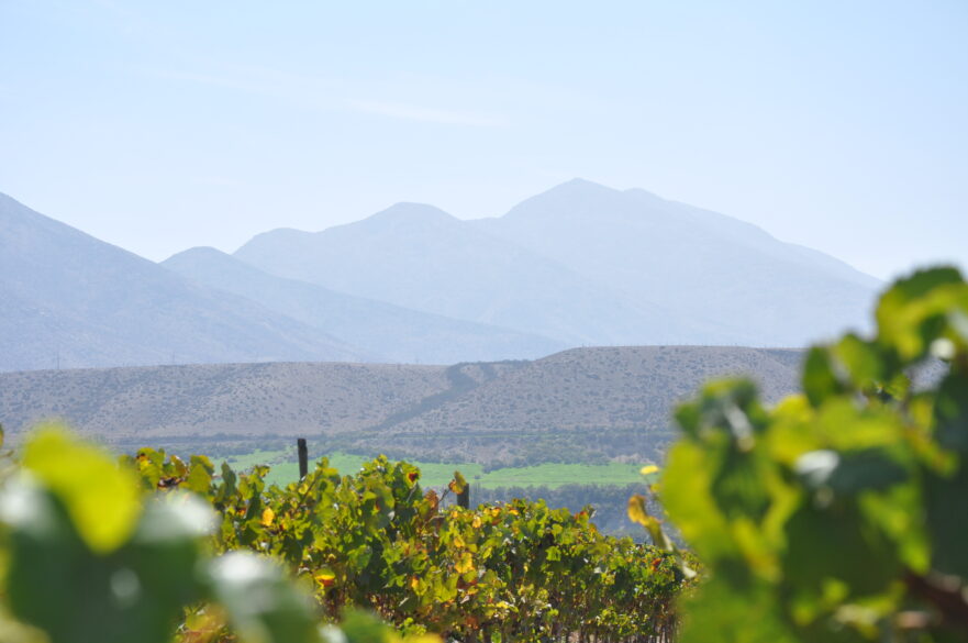 Imagen de un viñedo chileno en verano con las montañas al fondo
