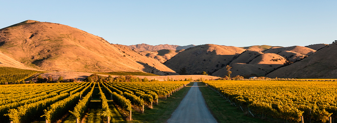 Rumbo al hemisferio sur: un viaje austral para los amantes del vino