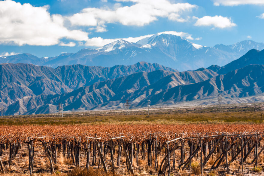 Imagen de un viñedo en Mendoza con los Andes al fondo. Blog Hemisferio Sur