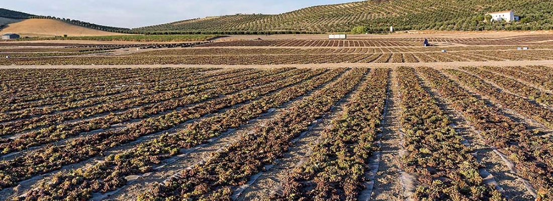 Montilla-Moriles: punta de lanza de los vinos andaluces