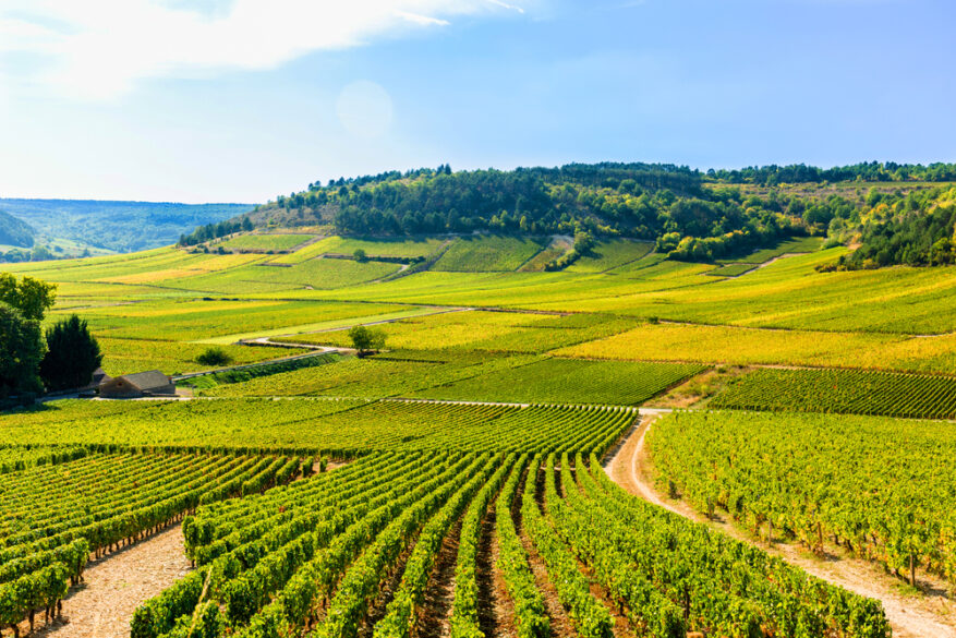 Viñedos de Pinot noir en Borgoña