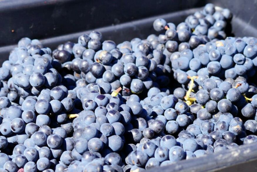 Racimos de Pinot noir durante la vendimia en Nueva Zelanda