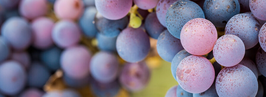 Pinot noir, reina de corazones