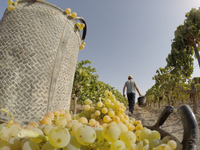 Imagen desde el suelo de la vendimia de la Moscatel en Williams & Humbert. Canasto con uvas y persona llevando otro a través del viñedo en la distancia.