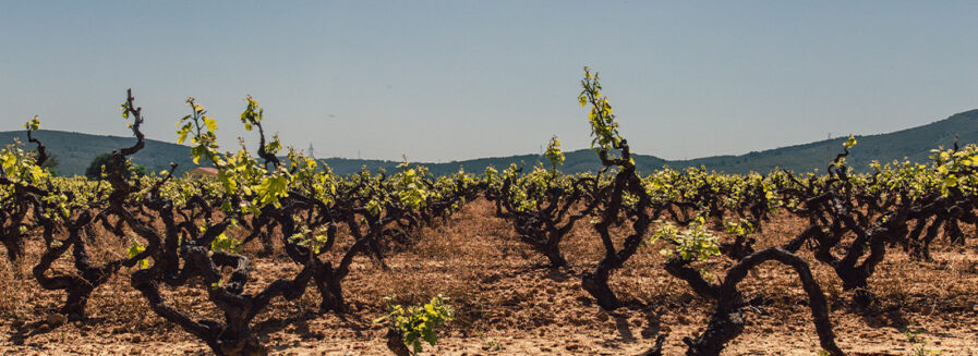 Monastrell: Alma mediterránea