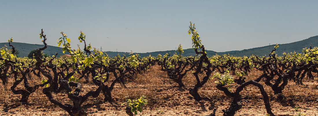 Monastrell: Alma mediterránea