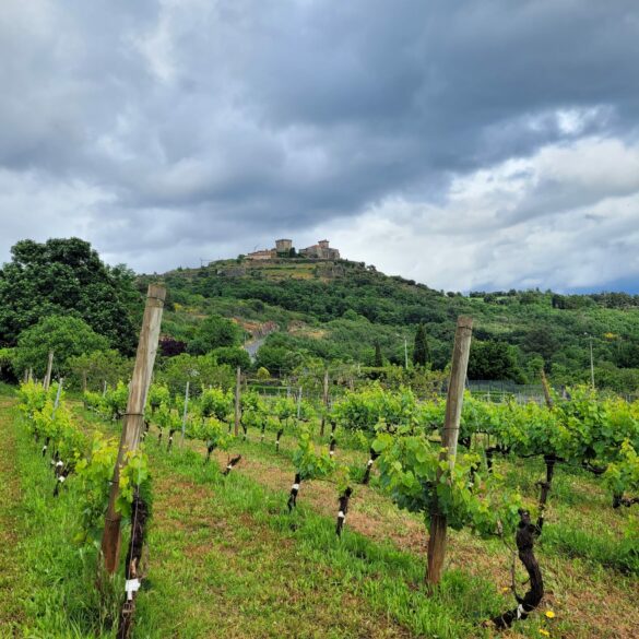Paisaje de los viñedos de Gargalo
