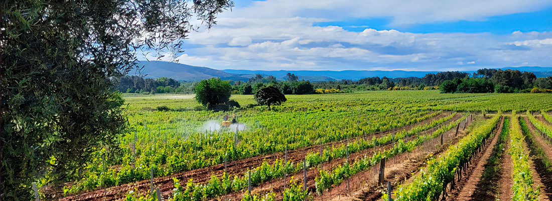 Viaje por la D.O. Monterrei