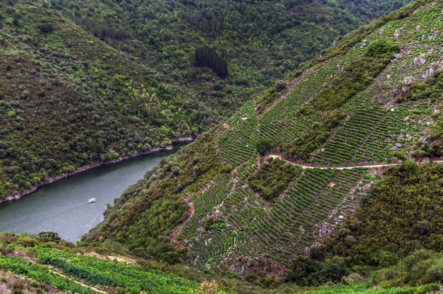 Imagen de una de las empinadas laderas de Ribeira Sacra con el río Sil en el fondo del cañón
