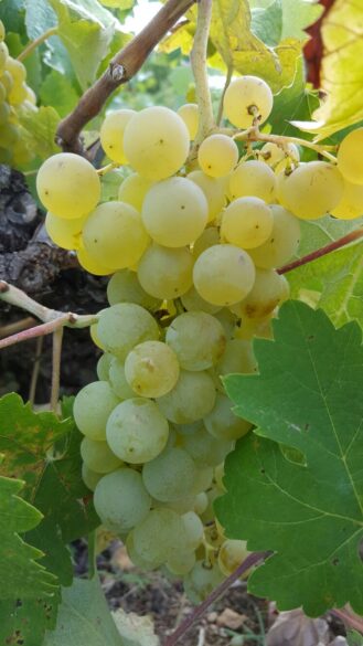 Imagen de un racimo de Godello en la vid esperando a ser vendimiado