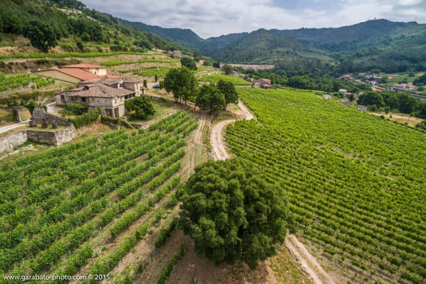 A Fondo Galicia: imagen aérea de los viñedos de Pazo de Casanova con la bodega al fondo