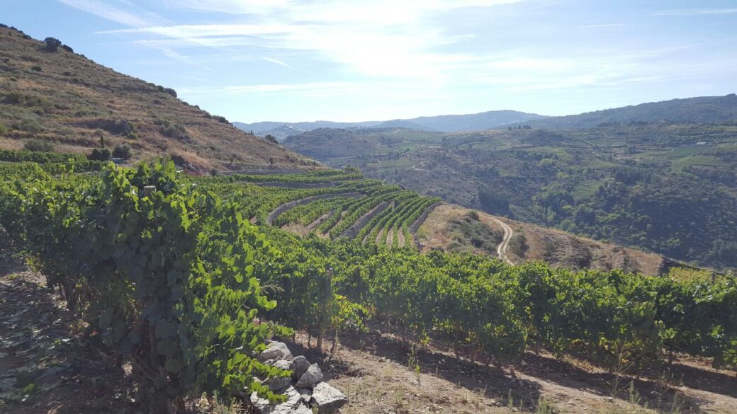 Imagen de la vista desde el viñedo de la bodega Viña Somoza en Valdeorras.