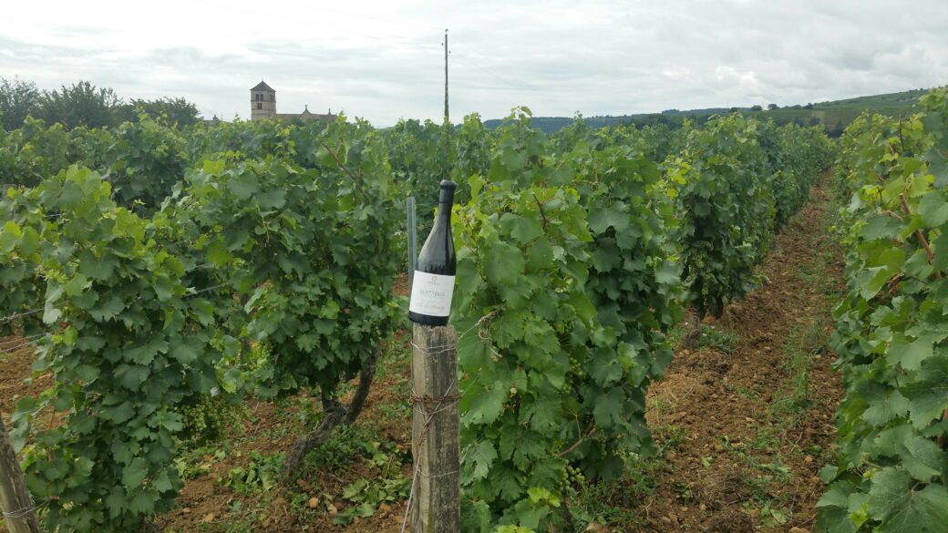 Viñedos de Gamay de Le Clos des Poncetys