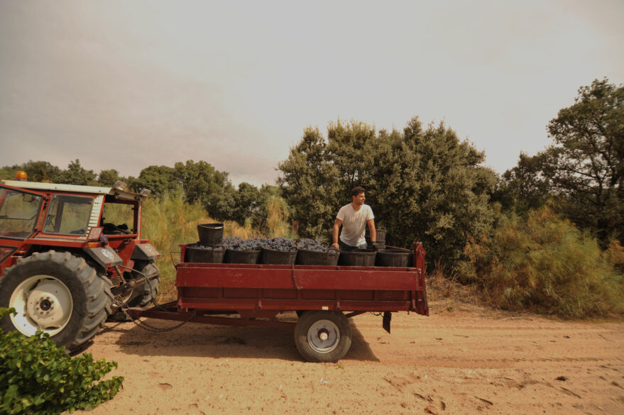 Foto de David Villamiel, de A Pie de Tierra, en un tractor en plena vendimia