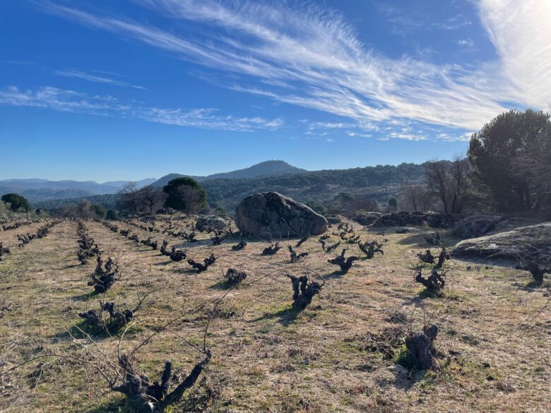 Viñas de SotoManrique en Cebreros durante nuestra visita a la bodega