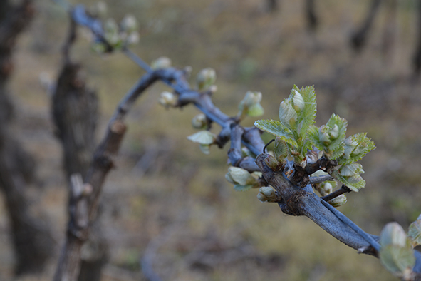 Racimo de Muscadet