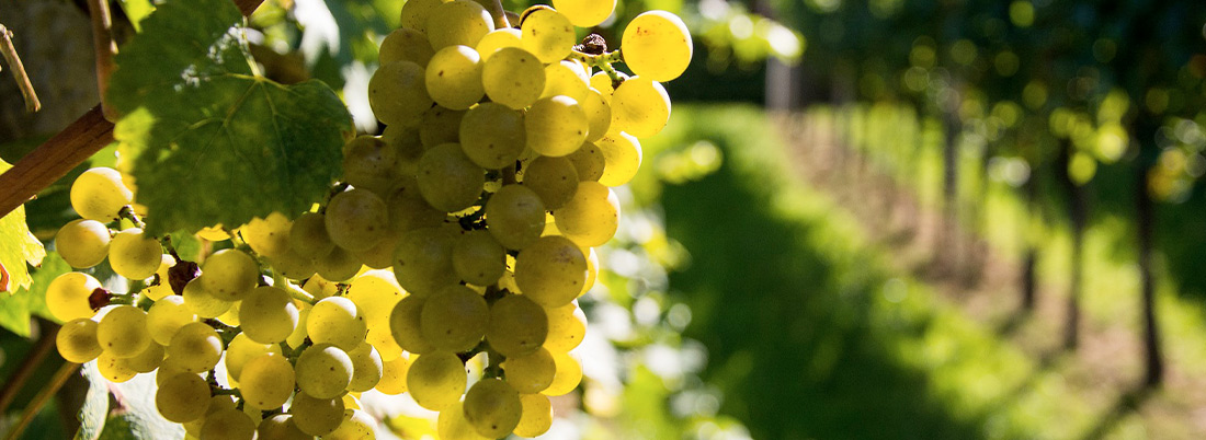 La Muscadet: Magia en el Loira