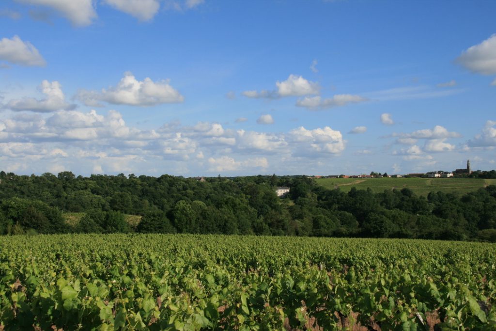 Viñedos de Château de Rochefort en el valle del Loira