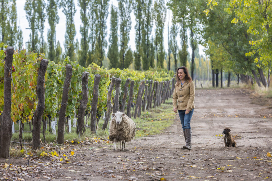 Laura Catena en el viñedo de Catena Zapata con una oveja y un perro.