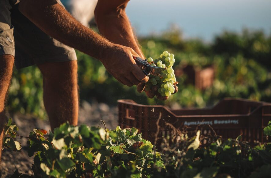 Recolectando uvas en Vassaltis, Santorini