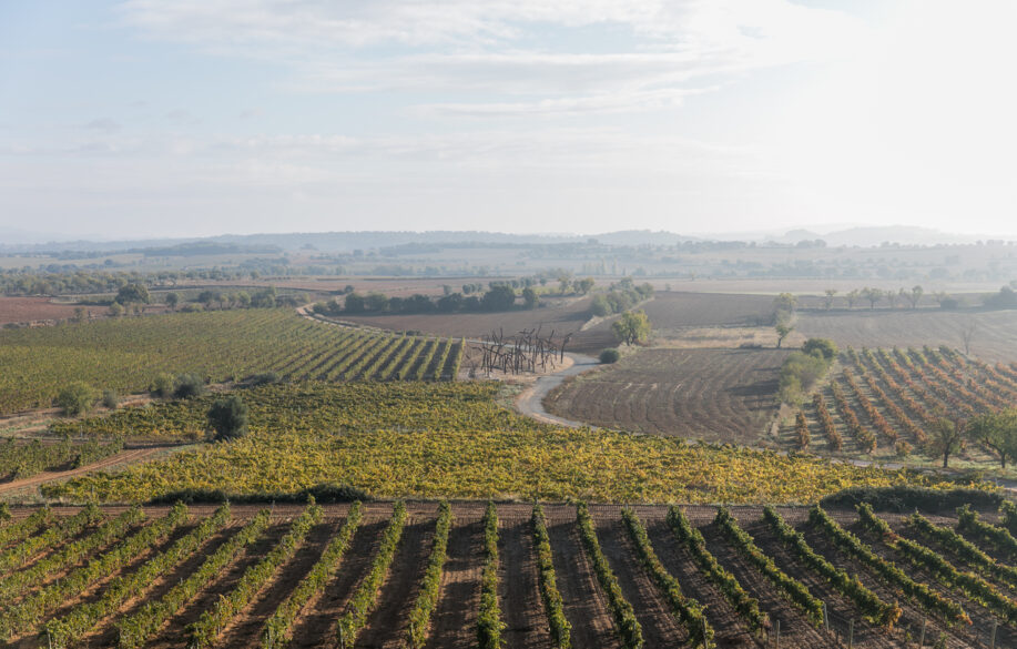 Panorámica de viñedos de Enate