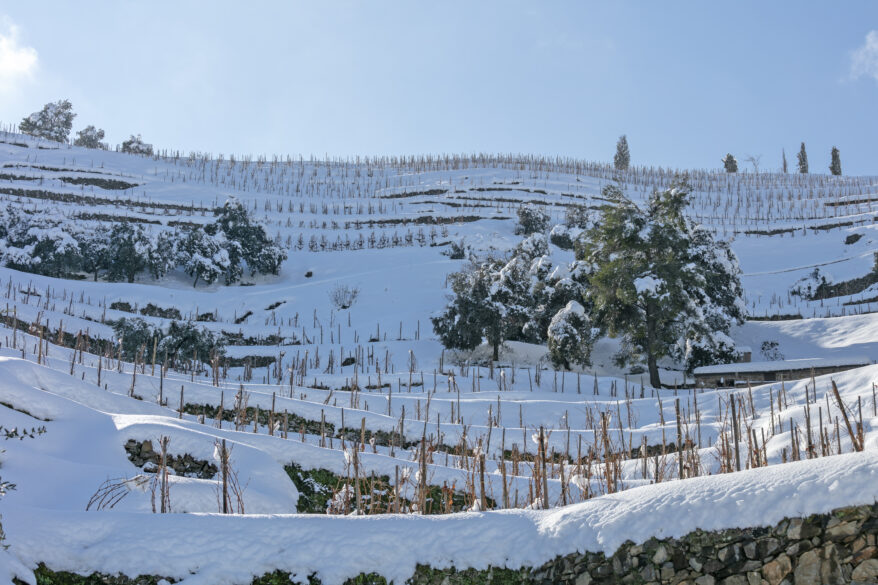Grandes Viñedos de España: ladera nevada de L'Ermita, en Priorat