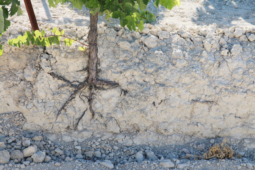 Grandes Viñedos de España: raíces en la albariza de Macharnudo