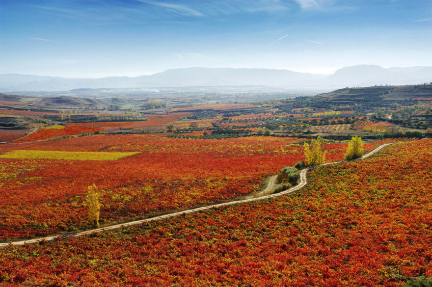 Grandes Viñedos de España: vista de Finca Ygay en otoño