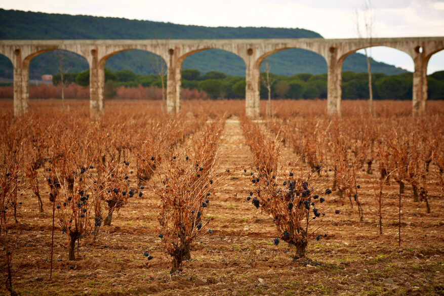 Grandes Viñedos de España: vides de Valbuena en invierno