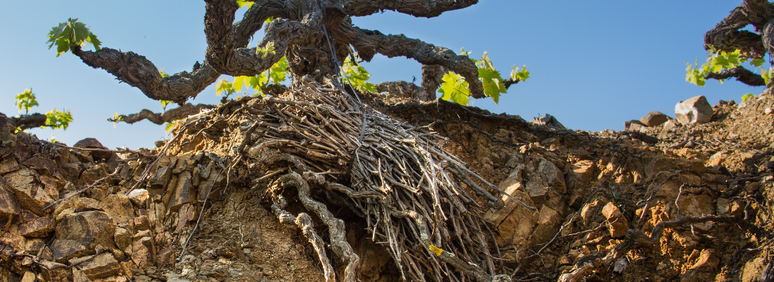 Mineralidad: ¿naturaleza o storytelling?