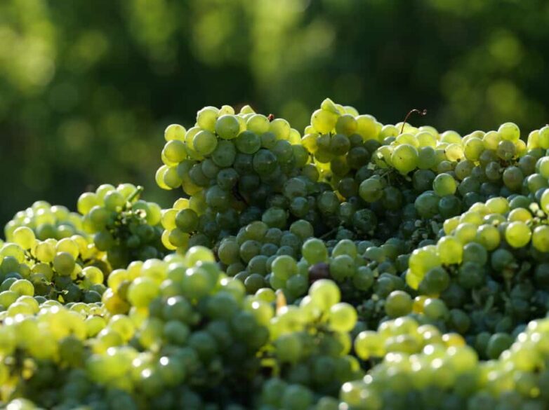 Sauvignon blanc de Château La Garde, en Pessac-Léognan, Burdeos