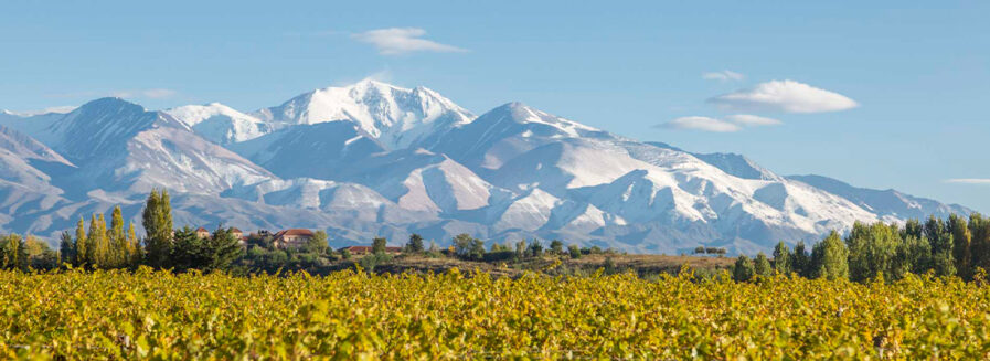 La nueva era de los vinos argentinos 