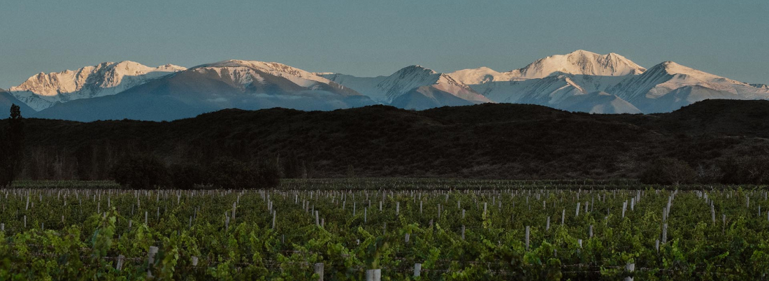 Guía para iniciarse en los vinos del Nuevo Mundo