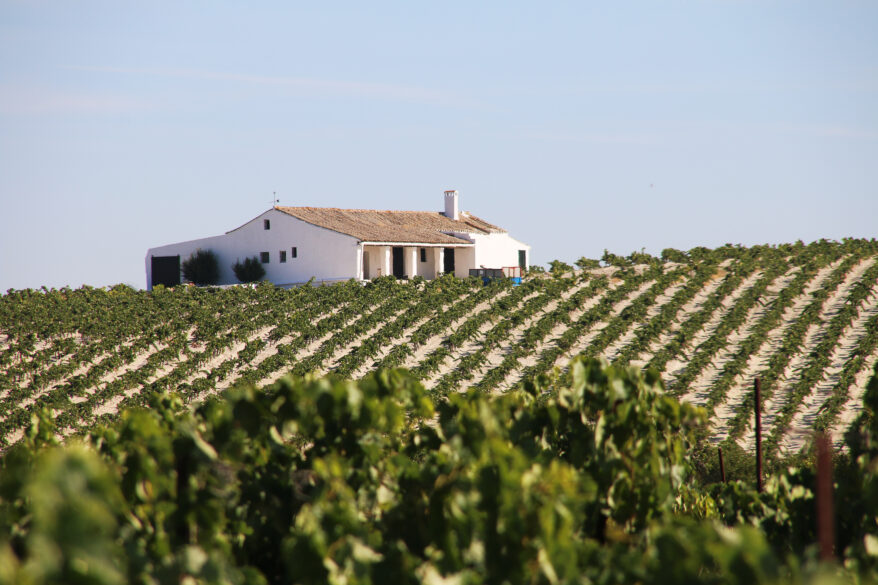 Imagen del Pago de Macharnudo. Bodegas Luis Pérez