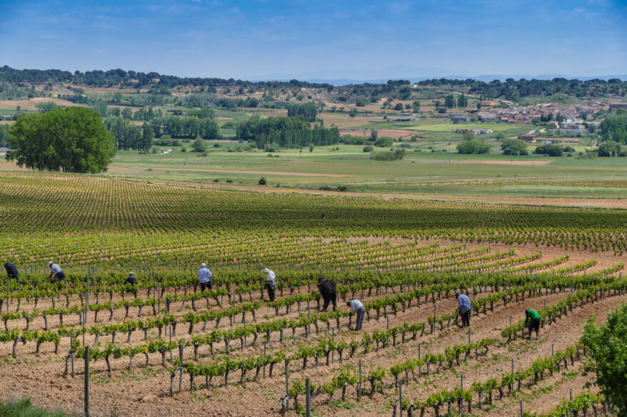 Trabajo en el campo. © José I. Berdón