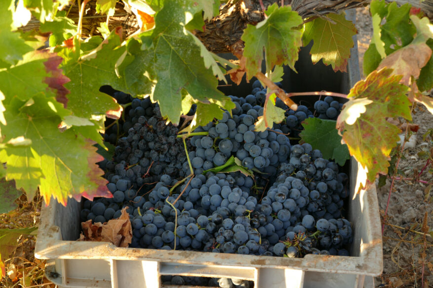 Tempranillo recién vendimiada en un cesto.