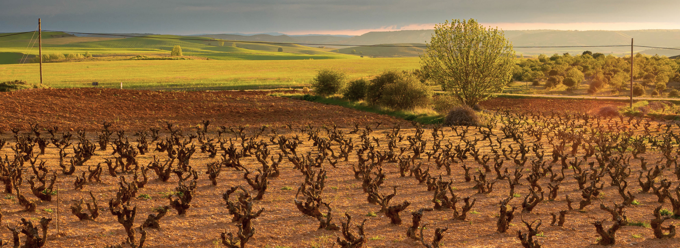 Ribera del Duero, un oasis vinícola repleto de diversidad
