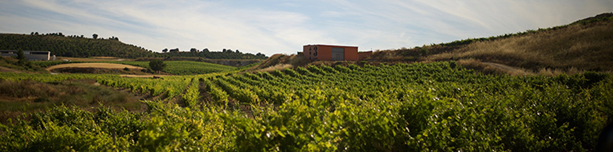 Productor: 3 Ases Bodegas y Viñedos