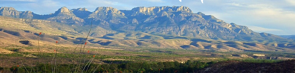 Productor: Agaves de Selección