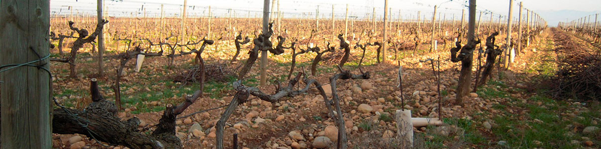 Productor: Domaine Alain Graillot 